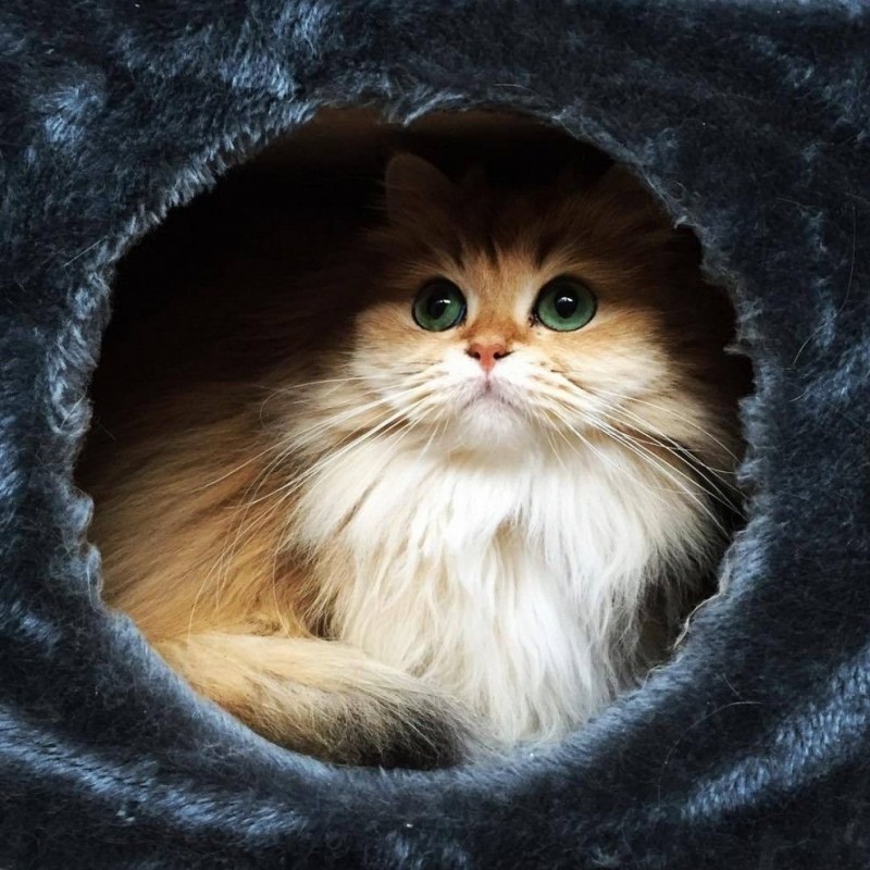 Смешные котята