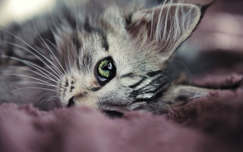 Котики смешные милые