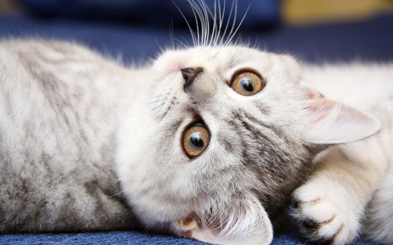 Милые котики