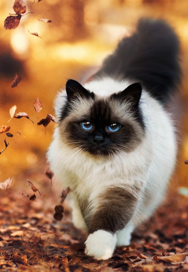 Очень красивые котики