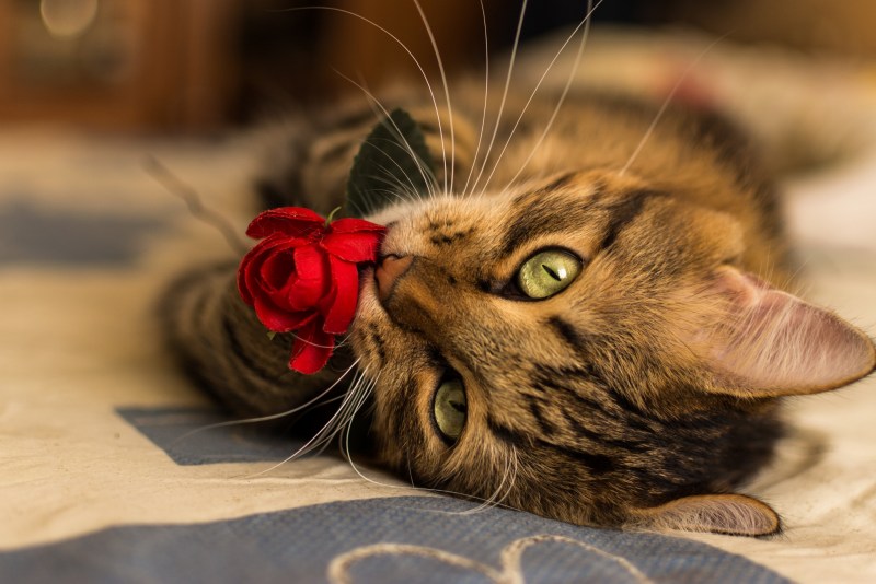 Красивые котики