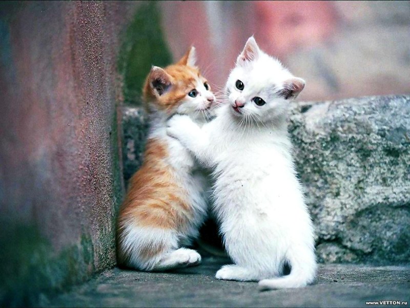 Милые животные коты