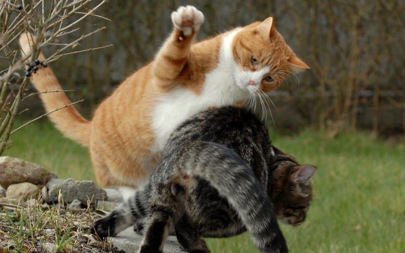 Красивые котята