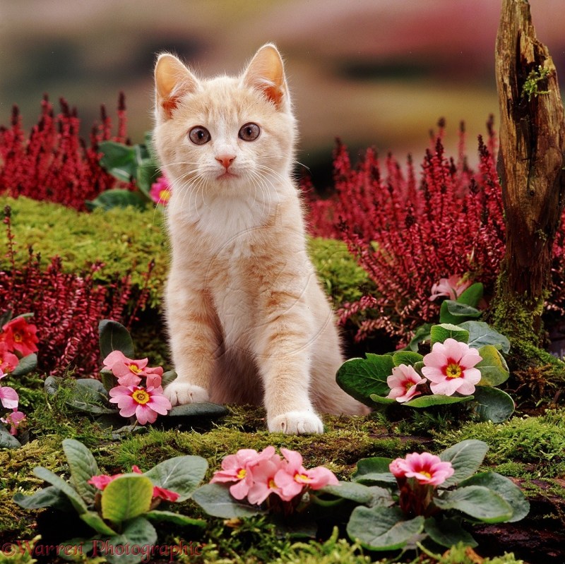 Милые котятки