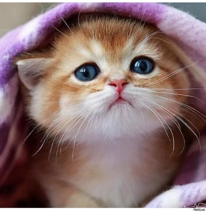Смешные котята