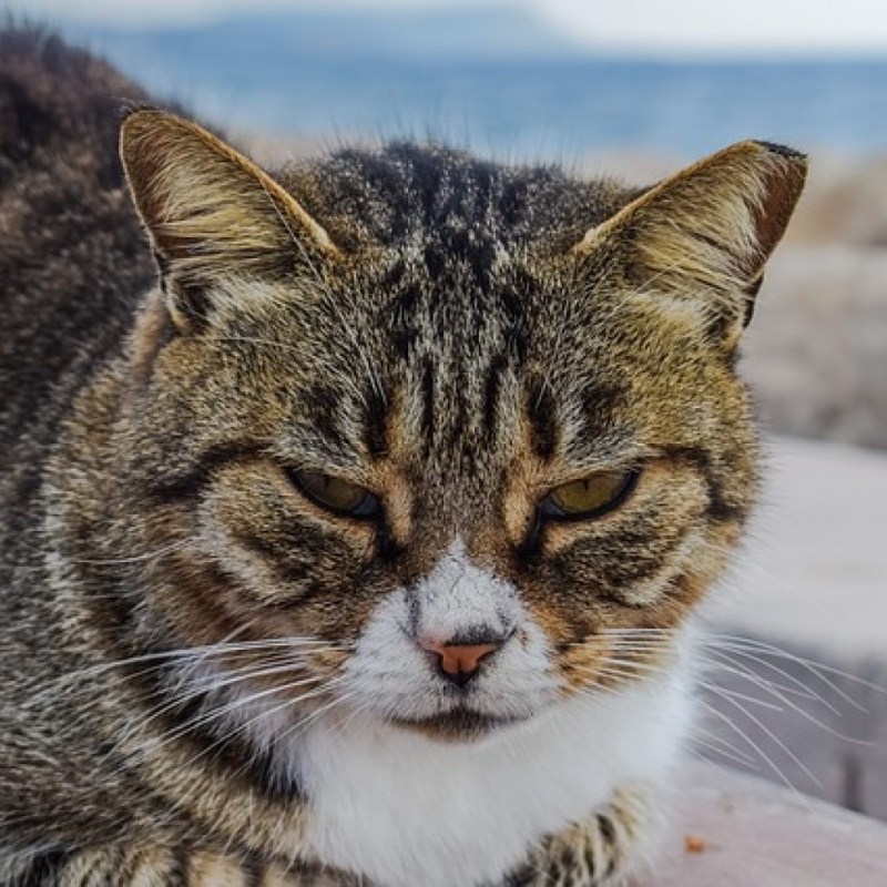 Кошачий инфекционный энтерит