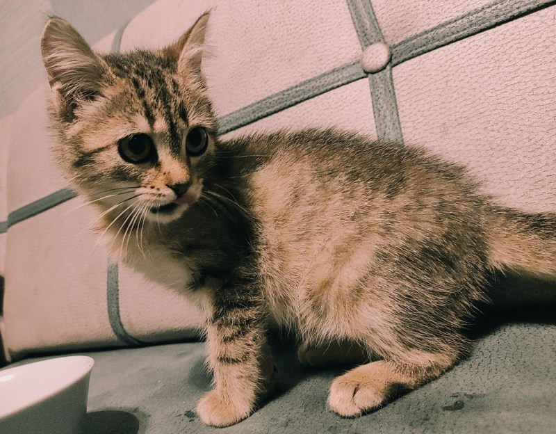 Ехидная морда кота