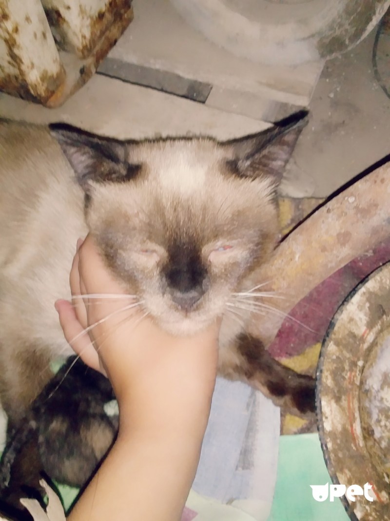 Бездомный котик на руках