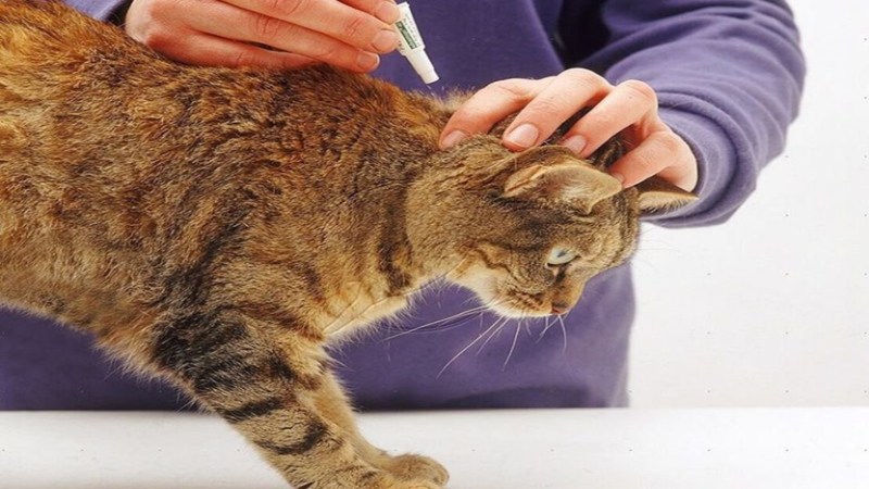 Котенок ищет грудь