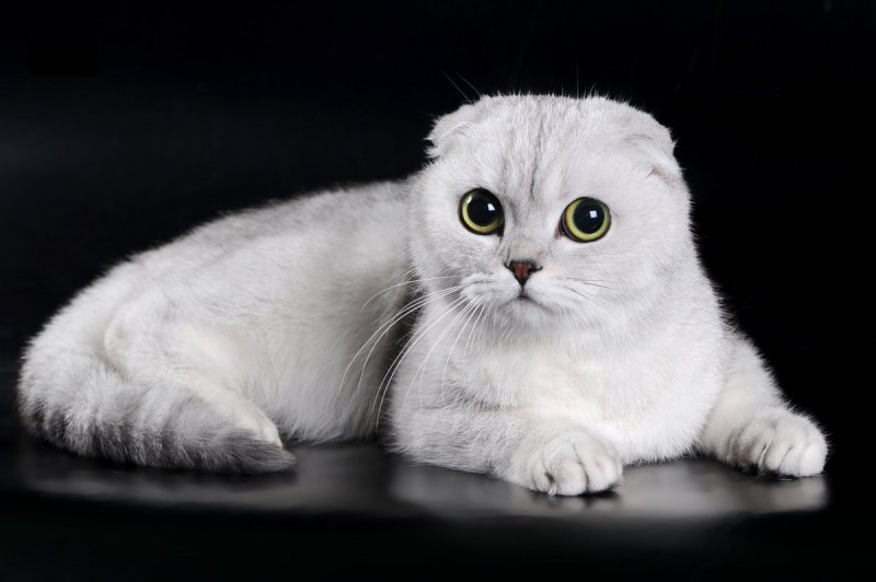 Скоттиш-фолд Шотландская с ушами кошка
