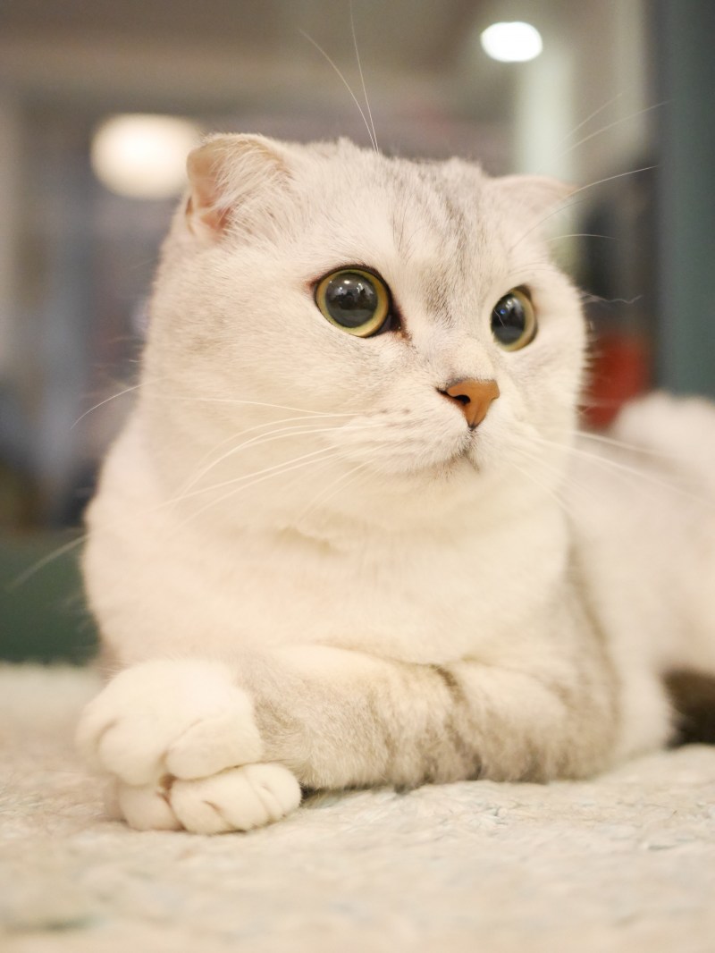 Кошки вислоухие шотландцы