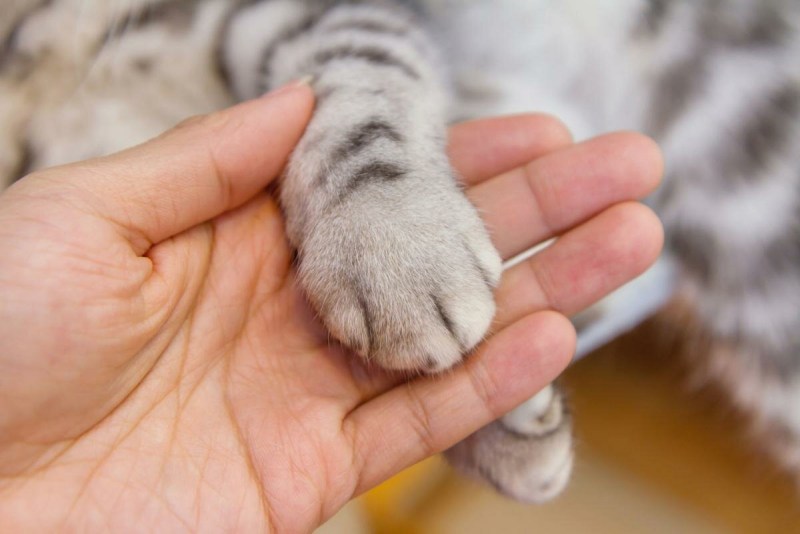 Мягкие лапки для кошек операция