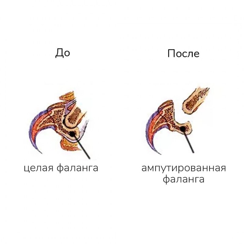 Колпачки на когти для кошек