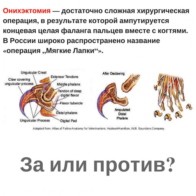 Мягкие лапки для кошек операция