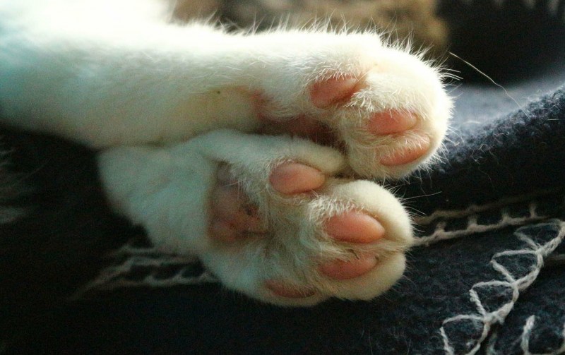 Коготки маленьких котят