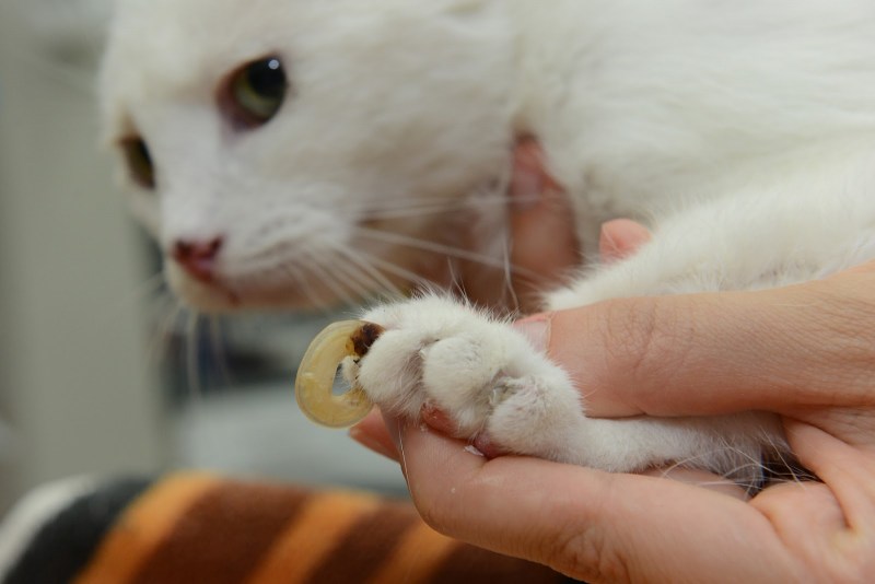Накладки на кошачьи когти
