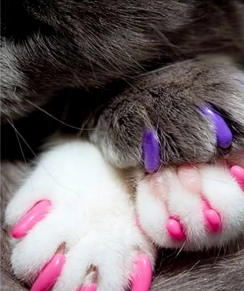 Кошачий коготь