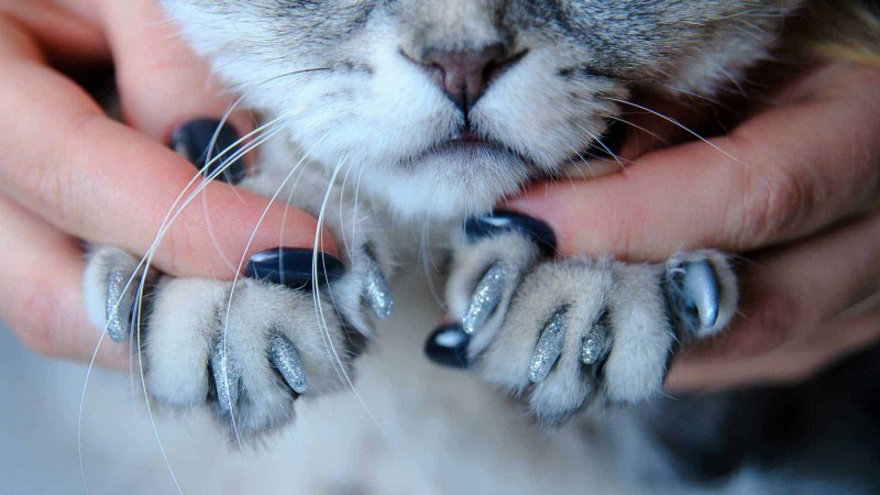 Кошачьи подушечки с когтями