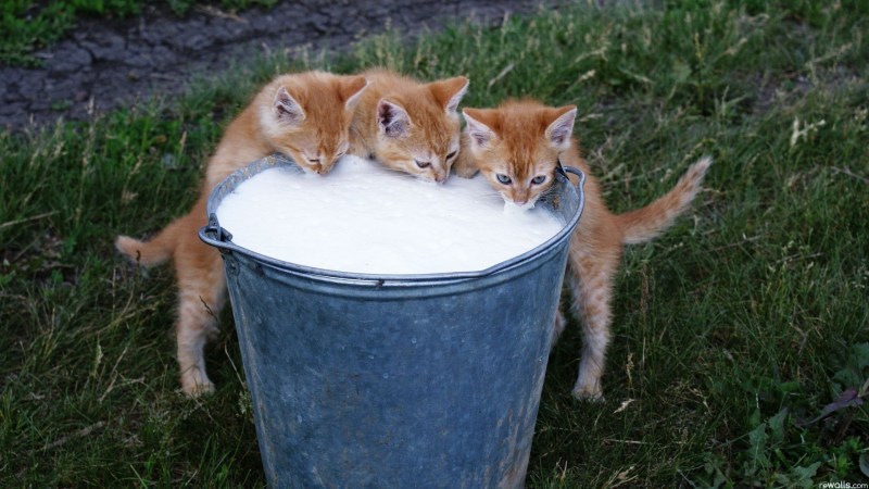 Ведро котят