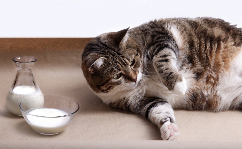Кошка и молоко