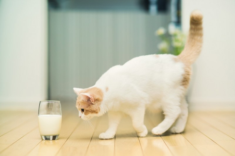 Котик с молоком