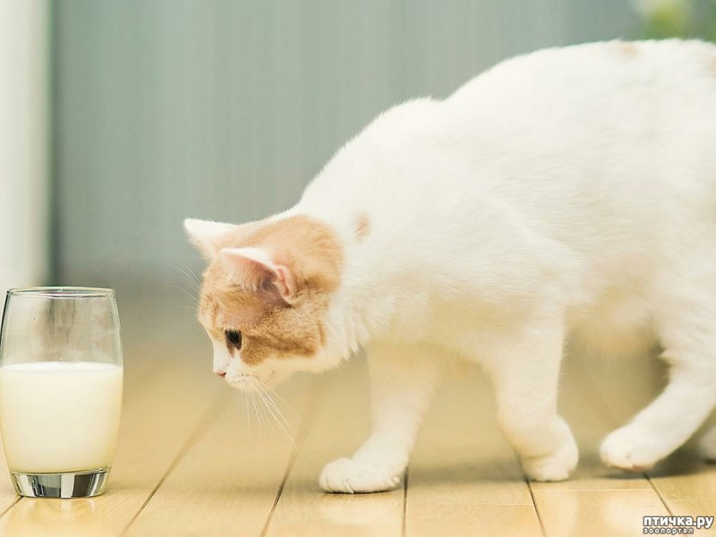 Кот лакает молоко