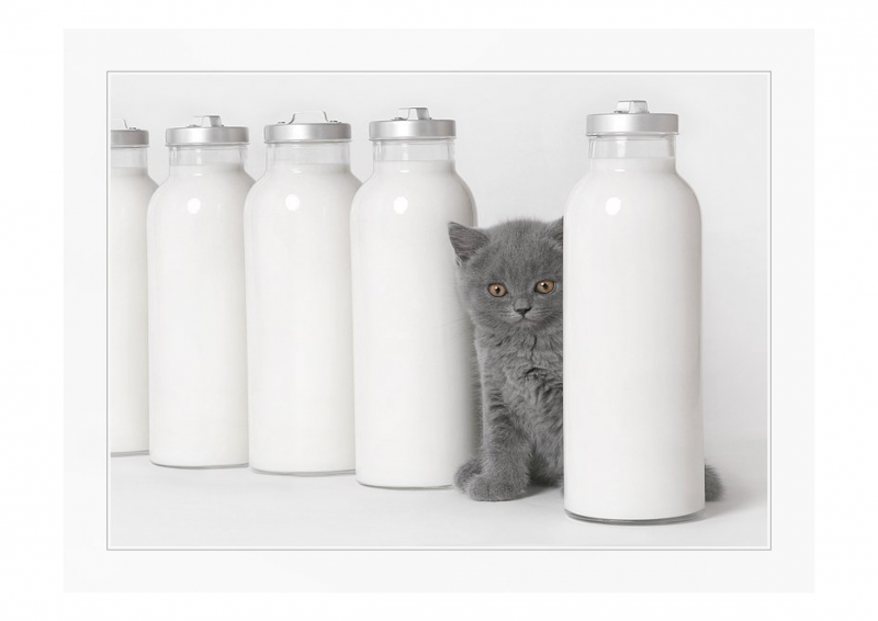 Котик с бутылкой молока