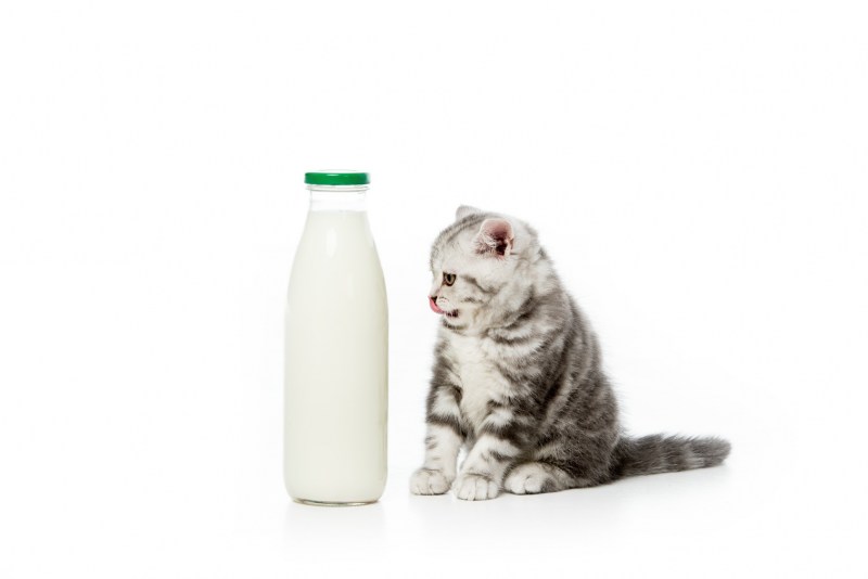 Кот пьет молоко