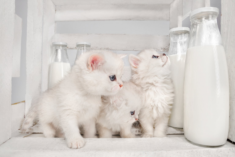 Молоко для котят