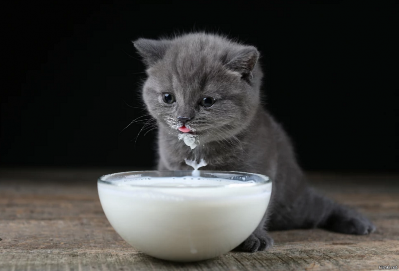 Котенок пьет молоко