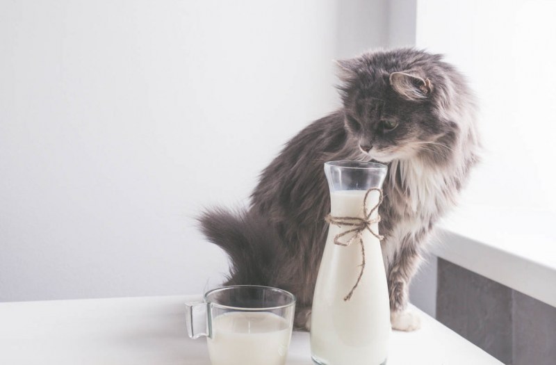 Кефирчик с котиком