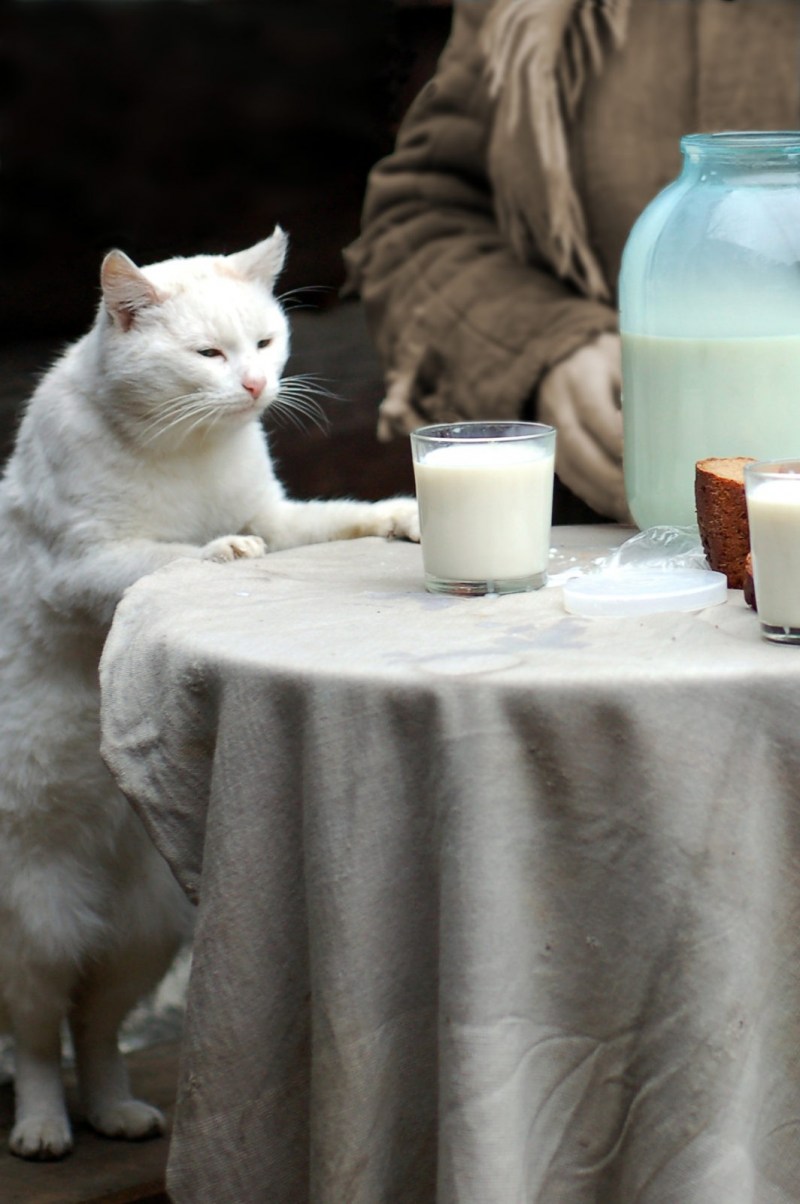 Кошка и молоко