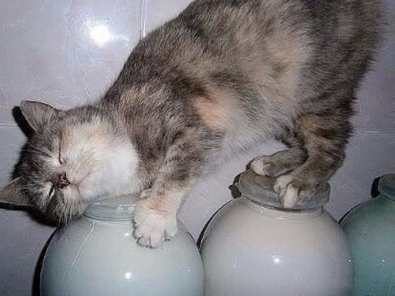 Котик и молочко