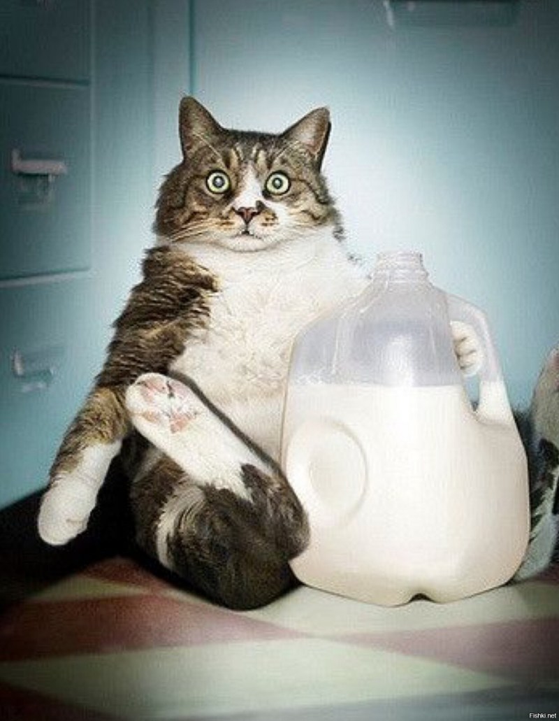 Смешной кот и молоко