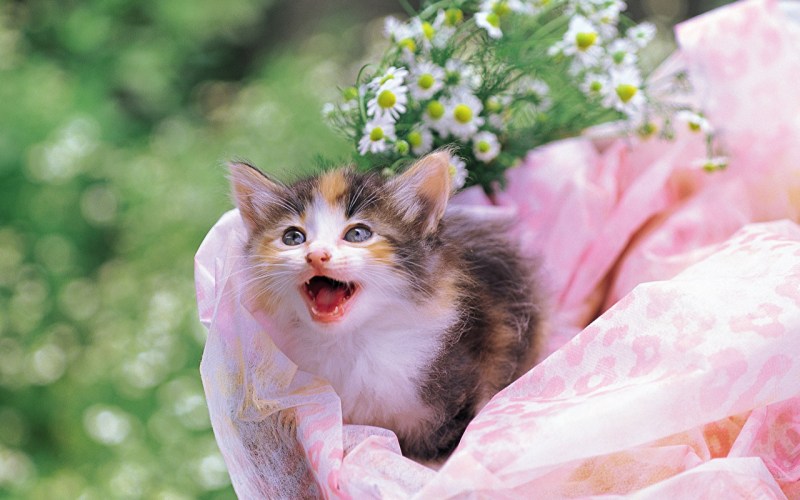 Кошки милые красивые