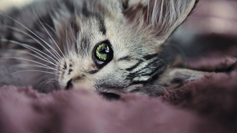 Очень красивые котики