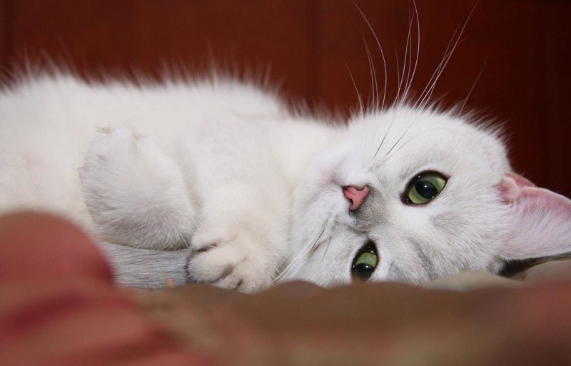Белый котенок с зелеными глазами