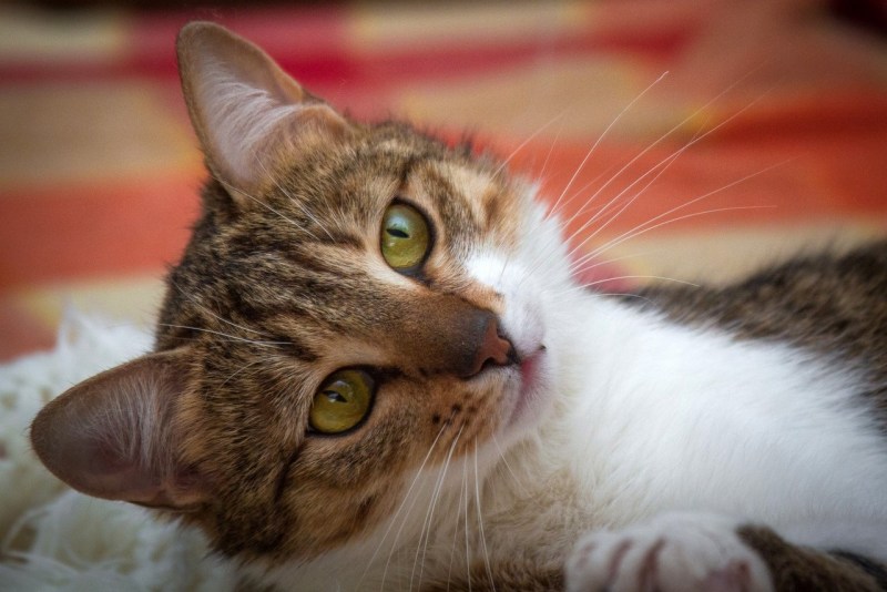 Котик млеет
