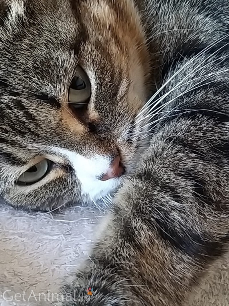 Добрая кошка