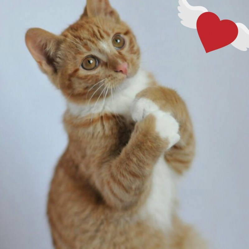 Кошка ЮЮ