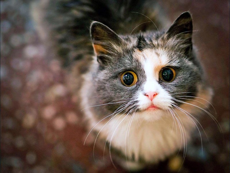 Классные котики