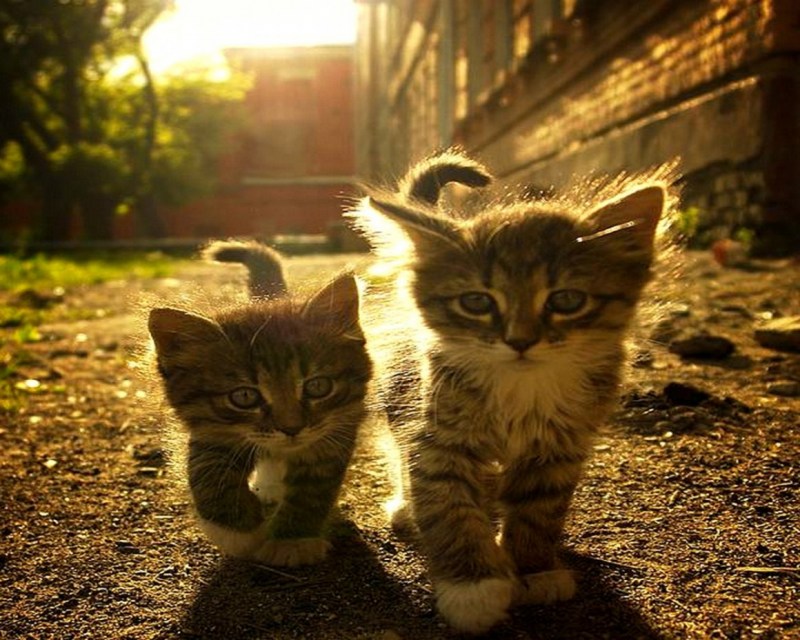 Котики друзья