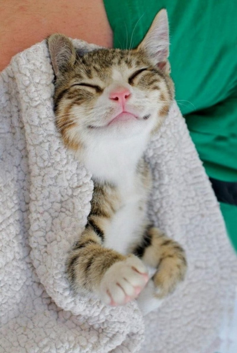 Кот улыбается