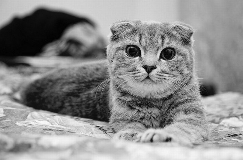 Котик чб