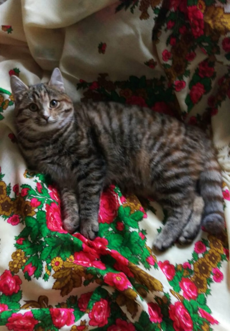 Беспородные котята в дар