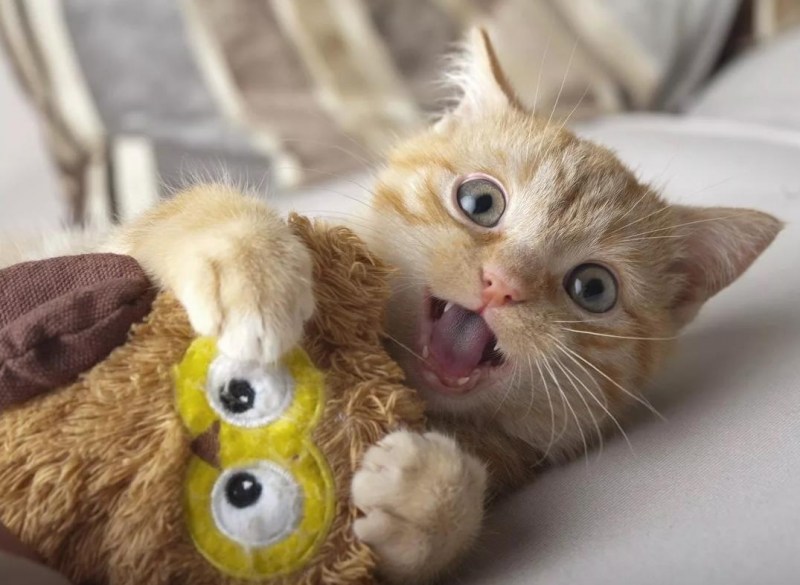 Котики смешные милые