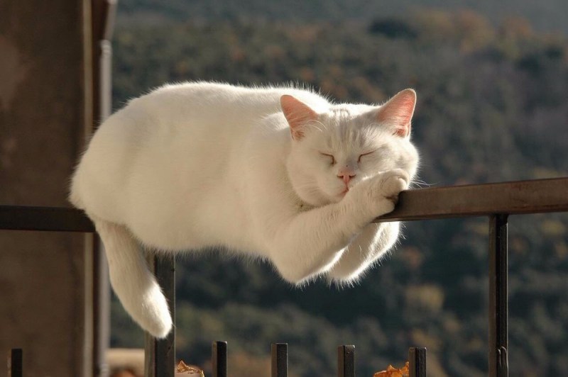 Смешные котики