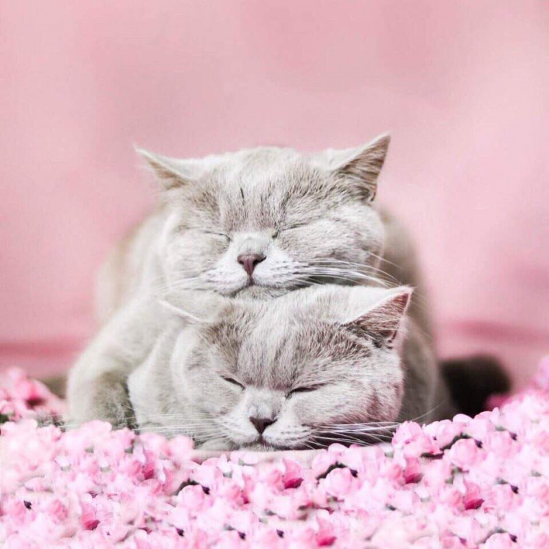 Кошки нежность