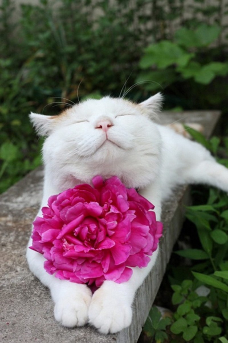 Кошки и цветы