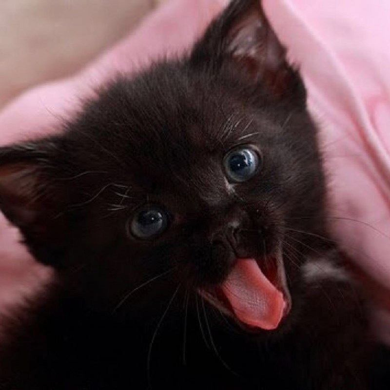 Самые милые котята черные